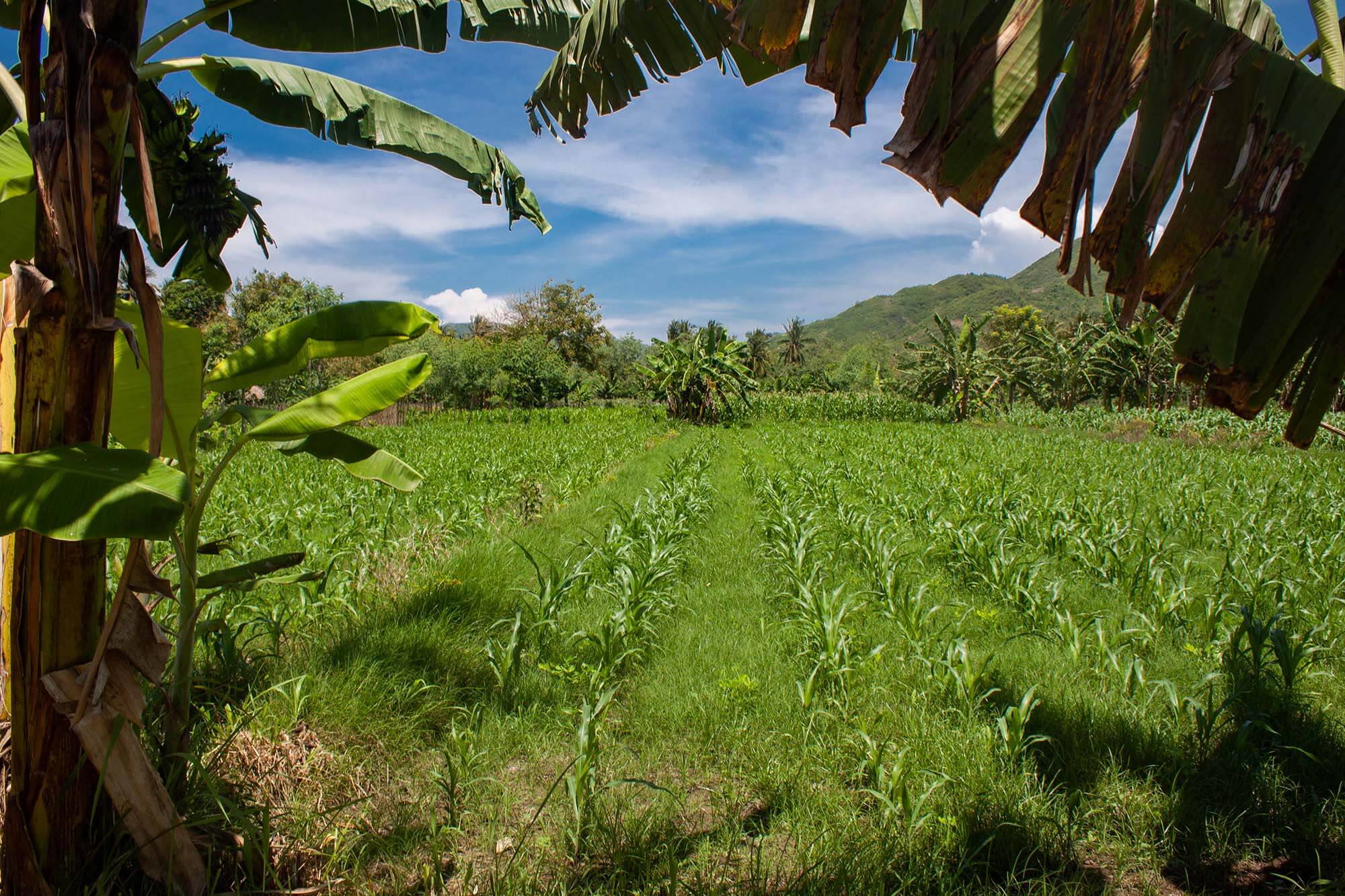 Campos tropicales